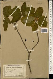 Viburnum lantana L., Caucasus, Stavropol Krai, Karachay-Cherkessia & Kabardino-Balkaria (K1b) (Russia)