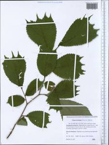 Ulmus laciniata (Trautv.) Mayr, Siberia, Russian Far East (S6) (Russia)