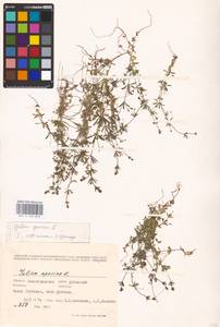 Galium spurium L., Eastern Europe, Lower Volga region (E9) (Russia)