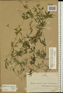 Galium rivale (Sm.) Griseb., Eastern Europe, Central forest-and-steppe region (E6) (Russia)