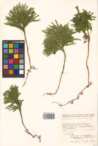 Dendrolycopodium obscurum (L.) A. Haines, Siberia, Russian Far East (S6) (Russia)