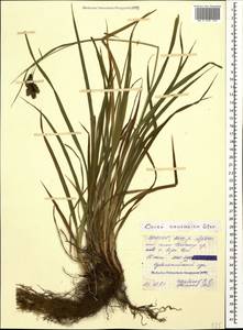 Carex caucasica Steven, Caucasus, North Ossetia, Ingushetia & Chechnya (K1c) (Russia)