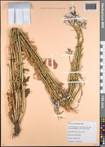 Eruca vesicaria subsp. sativa (Mill.) Thell., Caucasus, Krasnodar Krai & Adygea (K1a) (Russia)