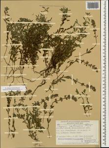 Thymus pastoralis Iljin, Caucasus, Stavropol Krai, Karachay-Cherkessia & Kabardino-Balkaria (K1b) (Russia)
