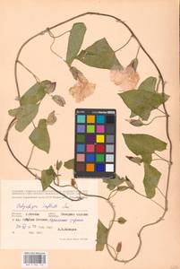 Calystegia sepium subsp. americana (Sims) Brummitt, Eastern Europe, Moscow region (E4a) (Russia)