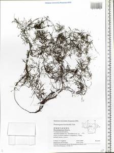 Potamogeton berchtoldii Fieber, Eastern Europe, Central region (E4) (Russia)