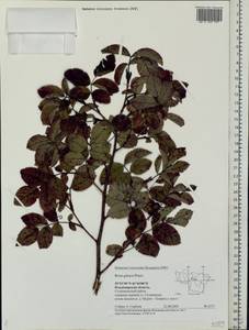 Rosa glauca Pourr., Eastern Europe, Central region (E4) (Russia)