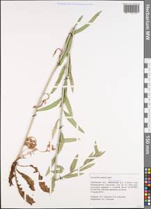 Chondrilla latifolia M. Bieb., Eastern Europe, Central forest-and-steppe region (E6) (Russia)