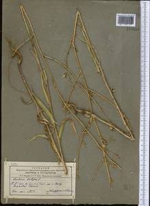 Lactuca saligna L., Middle Asia, Western Tian Shan & Karatau (M3) (Uzbekistan)
