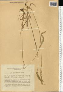 Koeleria pyramidata subsp. pyramidata, Eastern Europe, North-Western region (E2) (Russia)