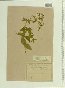 Stellaria aquatica (L.) Scop., Eastern Europe, North-Western region (E2) (Russia)