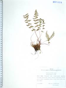 Woodsia ilvensis (L.) R.Br., Siberia, Russian Far East (S6) (Russia)