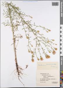 Centaurea pseudomaculosa Dobrocz, Eastern Europe, Central forest-and-steppe region (E6) (Russia)