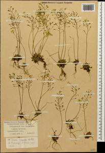 Draba hispida Willd., Caucasus, Stavropol Krai, Karachay-Cherkessia & Kabardino-Balkaria (K1b) (Russia)