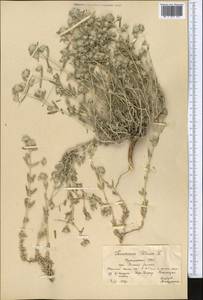 Teucrium polium L., Middle Asia, Kopet Dag, Badkhyz, Small & Great Balkhan (M1) (Turkmenistan)