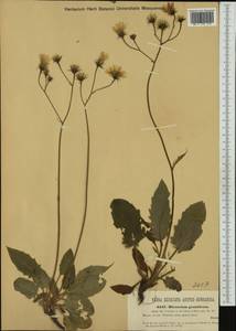 Hieracium schmidtii subsp. graniticum (Sch. Bip.) Gottschl., Western Europe (EUR) (Czech Republic)