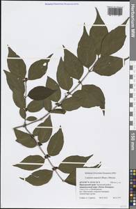 Lonicera maackii (Rupr.) Maxim., Siberia, Russian Far East (S6) (Russia)