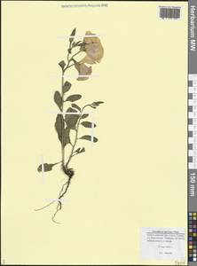 Oenothera speciosa Nutt., Caucasus, Black Sea Shore (from Novorossiysk to Adler) (K3) (Russia)