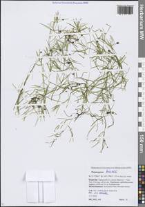 Potamogeton berchtoldii Fieber, Siberia, Baikal & Transbaikal region (S4) (Russia)