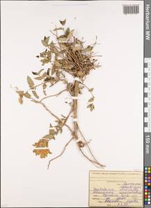 Scutellaria oreophila Grossh., Caucasus, North Ossetia, Ingushetia & Chechnya (K1c) (Russia)