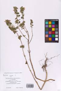 Ballota nigra L., Eastern Europe, Central forest-and-steppe region (E6) (Russia)