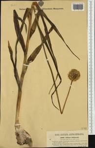 Allium obliquum L., Western Europe (EUR) (Romania)