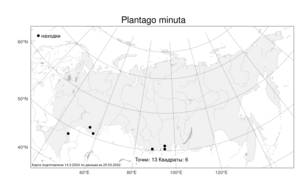 Plantago minuta Pall., Atlas of the Russian Flora (FLORUS) (Russia)