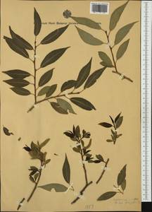 Salix fragilis L., Western Europe (EUR)