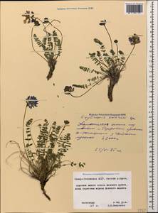 Oxytropis owerinii Bunge, Caucasus, North Ossetia, Ingushetia & Chechnya (K1c) (Russia)