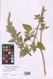 Amaranthus retroflexus L., Eastern Europe, Lower Volga region (E9) (Russia)