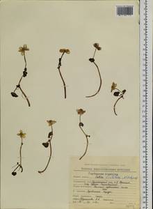 Caltha palustris var. barthei Hance, Siberia, Chukotka & Kamchatka (S7) (Russia)