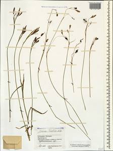 Carex tristis M.Bieb., Caucasus, Stavropol Krai, Karachay-Cherkessia & Kabardino-Balkaria (K1b) (Russia)