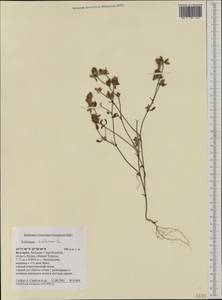 Trifolium scabrum L., Western Europe (EUR) (Bulgaria)