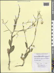 Rhamphospermum arvense (L.) Andrz. ex Besser, Caucasus, Black Sea Shore (from Novorossiysk to Adler) (K3) (Russia)