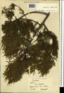 Juniperus excelsa M.-Bieb., Crimea (KRYM) (Russia)