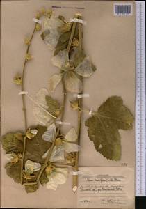 Alcea nudiflora (Lindl.) Boiss., Middle Asia, Western Tian Shan & Karatau (M3) (Uzbekistan)