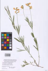 Lathyrus pallescens (M.Bieb.) K.Koch, Eastern Europe, Lower Volga region (E9) (Russia)