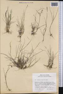 Agrostis vinealis Schreb., America (AMER) (Greenland)