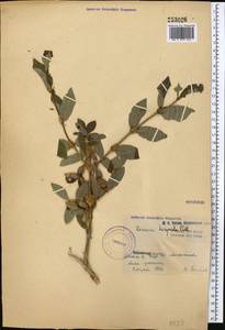 Lonicera hispida Pall. ex Roem. & Schult., Middle Asia, Northern & Central Tian Shan (M4) (Kazakhstan)