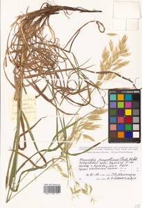 Bromus pumpellianus Scribn., Siberia, Russian Far East (S6) (Russia)