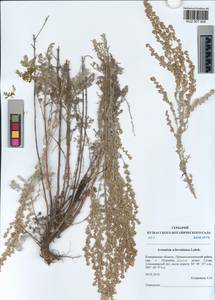 Artemisia schrenkiana Ledeb., Siberia, Altai & Sayany Mountains (S2) (Russia)