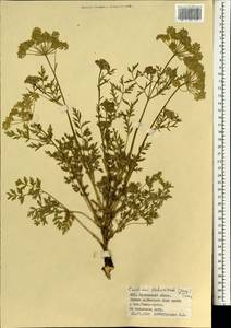 Cnidium dauricum (Jacq.) Turcz. ex Fisch. & C. A. Mey., Mongolia (MONG) (Mongolia)