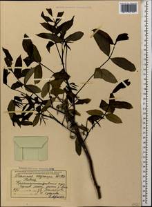 Fraxinus angustifolia subsp. oxycarpa (M.Bieb. ex Willd.) Franco & Rocha Afonso, Caucasus, Black Sea Shore (from Novorossiysk to Adler) (K3) (Russia)
