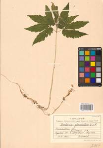 Cardamine glanduligera O.Schwarz, Eastern Europe, West Ukrainian region (E13) (Ukraine)