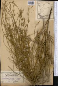 Chondrilla brevirostris Fisch. & C. A. Mey., Middle Asia, Caspian Ustyurt & Northern Aralia (M8) (Kazakhstan)