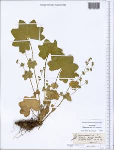 Alchemilla altaica Juz., Eastern Europe, Eastern region (E10) (Russia)