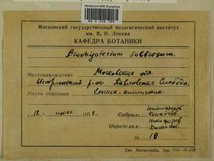 Pleurozium schreberi (Willd. ex Brid.) Mitt., Bryophytes, Bryophytes - Moscow City & Moscow Oblast (B6a) (Russia)