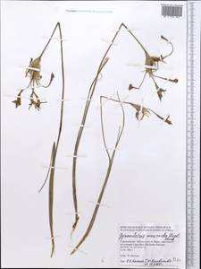 Moraea sisyrinchium (L.) Ker Gawl., Middle Asia, Karakum (M6) (Turkmenistan)