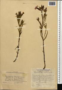 Dianthus caucaseus Sims, Caucasus, Armenia (K5) (Armenia)