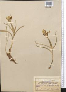 Iris linifolia (Regel) O.Fedtsch., Middle Asia, Western Tian Shan & Karatau (M3) (Kazakhstan)
